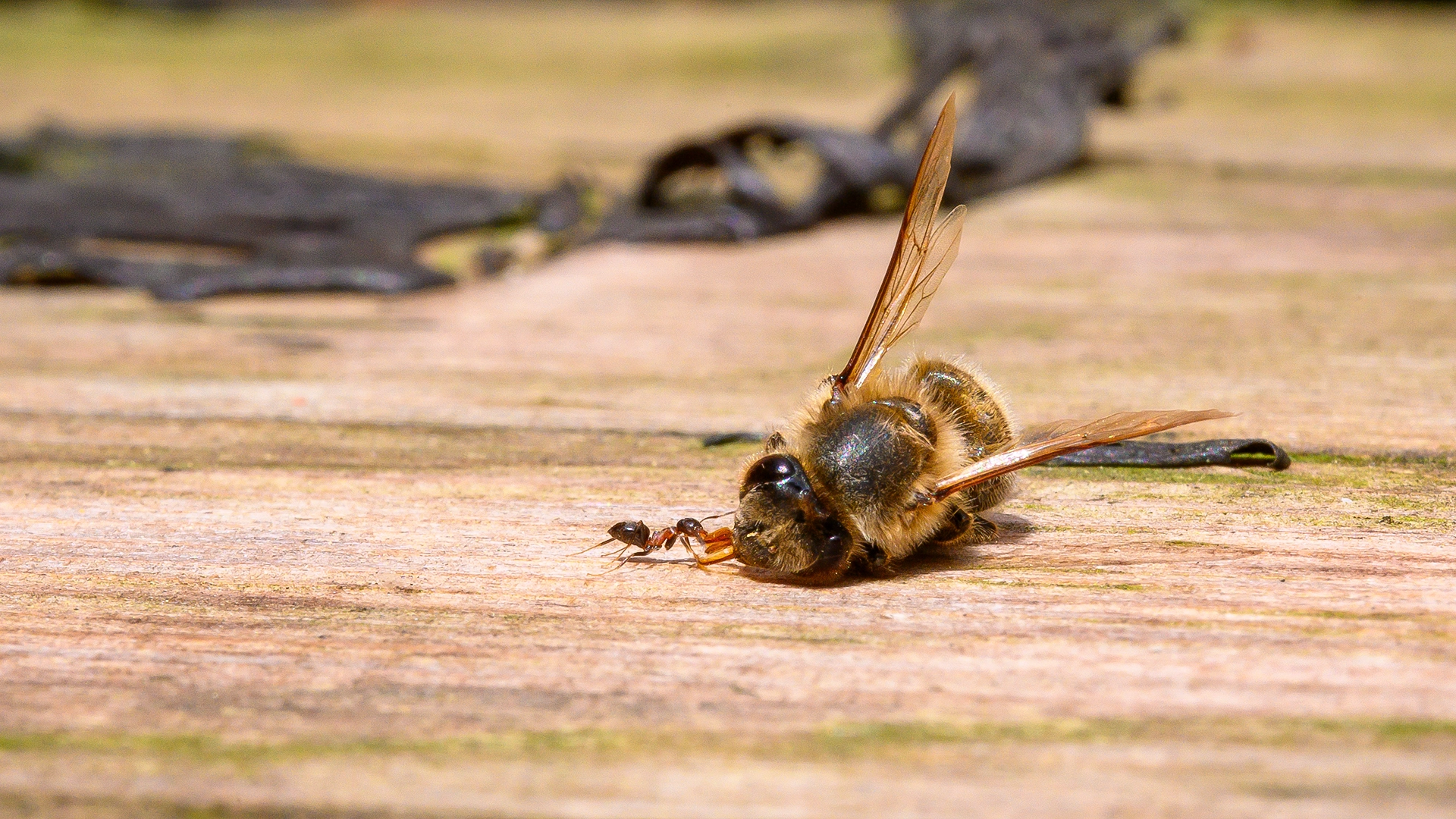 Mein Blick für die verborgenen Dramen: Eine Ameise findet eine verstorbene Hummel, ein eindringliches Bild aus meiner Tier- und Naturfotografie.